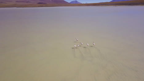 Eine-Gruppe-Flamingos-Läuft-Durch-Das-Weite-Nichts-In-Der-Nähe-Der-Laguna-Hedionda-Und-Hat-Aussicht-Auf-Die-Wunderschöne-Bergkette