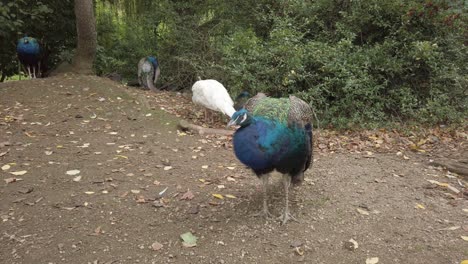 Peacock-Displaying-Its-Rich-Blue-Plumage-at-a-Tranquil-Park-Setting-in-Daylight