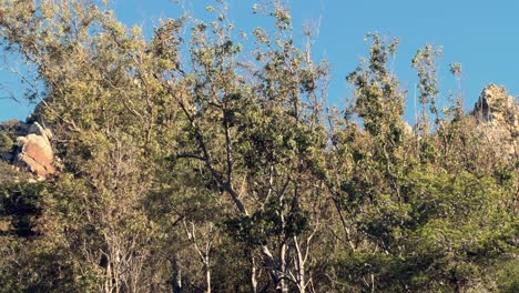 Felsiges-Und-Zerklüftetes-Küstengelände-In-Der-Spanischen-Landschaft,-üppiges-Grün-Und-Mediterrane-Vegetation-Vor-Dem-Hintergrund-Des-Blauen-Himmels,-Verkörpert-Die-Essenz-Des-Reisens