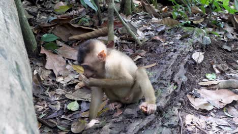 Baby-Pigtail-Macaque-foraging-for-food-along-the-floor-of-the-jungle