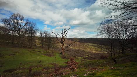 Toter-Baum-Zwischen-Hügeln-Im-Niederländischen-Veluwe-Nationalpark,-Wahrzeichen-Der-Niederlande