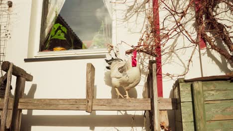 Hen-And-A-Rooster-Perching-On-A-Wooden-Fence-In-The-Backyard