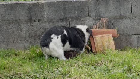 Cute-Black-And-White-Dog-Digging-A-Bone-In-The-Backyard-Next-To-A-Wall