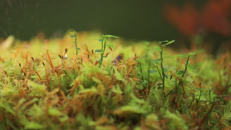 Miniature-plants,-moss,-and-lichen-beaded-with-morning-dew-cover-the-ground-in-autumn-tundra