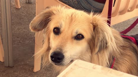 Un-Adorable-Perro-Observa-Con-Curiosidad-Mientras-Está-Atado-A-Su-Dueño-Al-Aire-Libre,-Encarnando-El-Vínculo-Entre-Las-Mascotas-Y-Sus-Dueños.