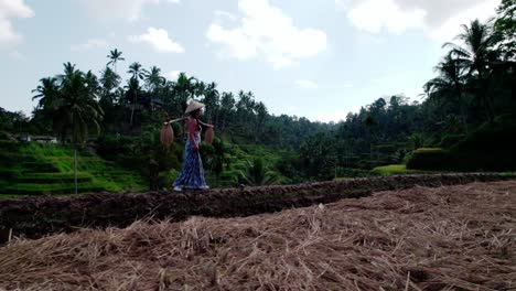 Mujer-Indonesia-Con-Un-Poste-De-Transporte-Atravesando-Un-Sendero-En-Terrazas-De-Arrozales-En-Bali,-Indonesia