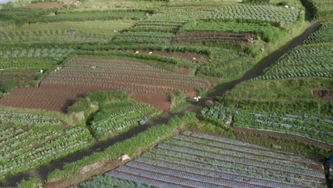 Beautiful-vegetable-plantation-on-hilly-terrain-of-Indonesia,-aerial-view