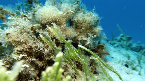 Two-sea-gras-ghost-pipefish-hiding-between-sea-gras-on-coral-reef-in-Mauritius-Island