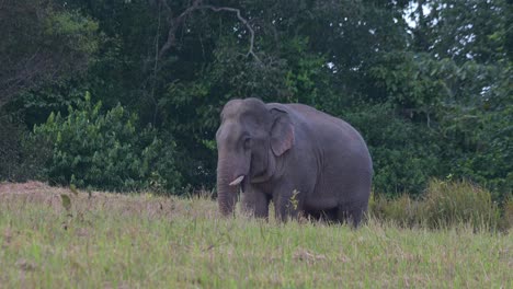 Seen-at-a-saltlick-chilling-around-moving-its-tail-and-eating-something,-Indian-Elephant-Elephas-maximus-indicus,-Thailand