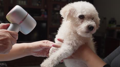 Closeup-shot-toy-curly-white-poodle-dog-groomed-getting-dry-hair-pet-shop-hair-of-veterinarian-care-health-animal-shop,-cute-doggy-small-pedigree