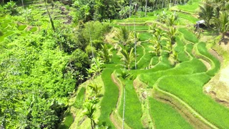 Aerial-shot-Of-Tegallalang-Rice-Terraces-and-lush-jungle-In-Gianyar,-Bali,-Indonesia