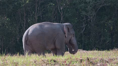 Nach-Rechts-Blickend,-Während-Er-Etwas-Isst-Und-Mit-Den-Ohren-Schlägt,-Indischer-Elefant-Elephas-Maximus-Indicus,-Thailand