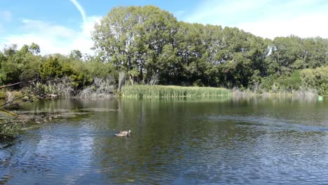 El-Cisne-Negro-Y-Los-Patos-Reales-Crean-Patrones-En-El-Agua-De-Un-Pintoresco-Lago-En-Verano.