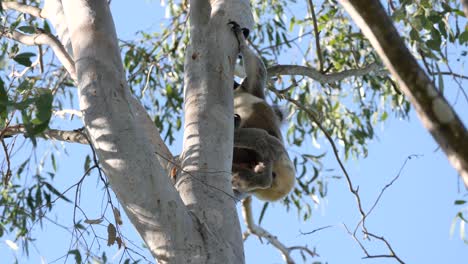 Großer-Männlicher-Australischer-Koala-Kratzt-Sein-Dickes-Fell,-Während-Er-An-Einem-Ast-Eines-Eukalyptusbaums-Hängt