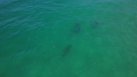 Pod-Of-Dolphins-Swimming-In-The-Ocean-In-New-South-Wales,-Australia---Drone-Shot