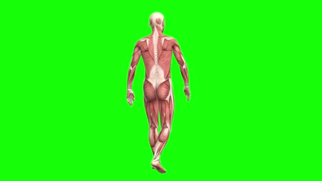 3D-male-muscles-anatomy-walking-and-rotating-360-on-green-screen-seamless-loop-3D-animation