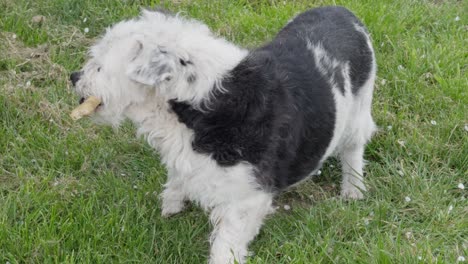 Süßer-Hund-Mit-Schwarzem-Und-Weißem-Fell,-Der-Auf-Einem-Kleinen-Knochen-Kaut,-Der-Auf-Dem-Gras-Liegt