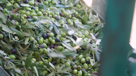 A-conveyer-belt-carrying-freshly-harvested-olives-that-are-being-filtered-and-organized-to-separate-branches-and-impurities-during-the-harvesting-season-in-a-facility-in-Abruzzo-Italy