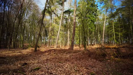 Schöner-Waldhintergrund-In-Zeitlupe-Mit-Braunen-Baumblättern-Auf-Dem-Boden-Und-Grünen-Birken-Im-Frühling