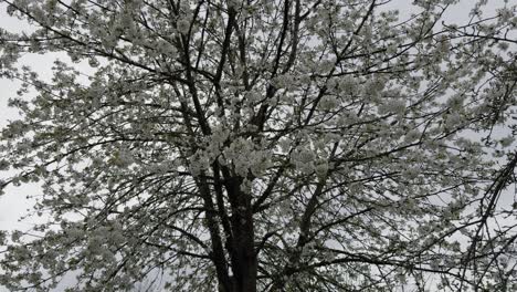 Stunning-Blooming-Apple-Tree-Loaded-With-White-Flowers,-Galicia,-Spain