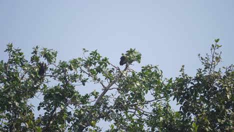 A-family-of-White-rumped-vulture-or-Gyps-bengalensis-bird-perching-or-resting-in-its-nest-on-a-tree-branch-in-Ghatigao-area-of-Madhya-Pradesh-India