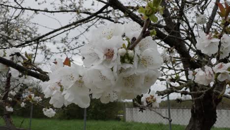 Schöne-Nahaufnahme-Von-Blühenden-Weißen-Apfelbaumblüten-In-Galicien,-Spanien