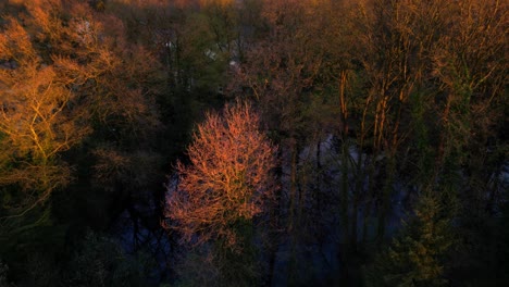 Orangefarbene,-Kahle-Baumkronen-Im-Winter,-Beleuchtet-Durch-Das-Licht-Des-Sonnenuntergangs,-Drohnenansicht-über-Dem-Teich