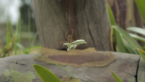 St-Andrew's-Cross-Female-Spider-Underside-Holding-Onto-Praying-Mantis-Caught-In-Web-Daytime-Sunny-Australia-Victoria-Gippsland-Maffra