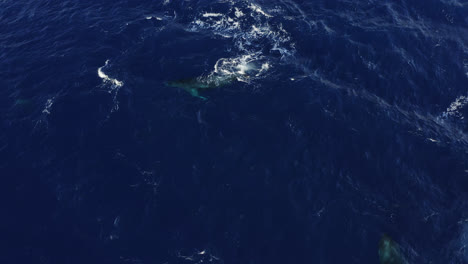 A-single-humpback-whale-swims-and-surfaces-in-deep-blue-waters-off-the-coast-of-Maui,-Hawai'i