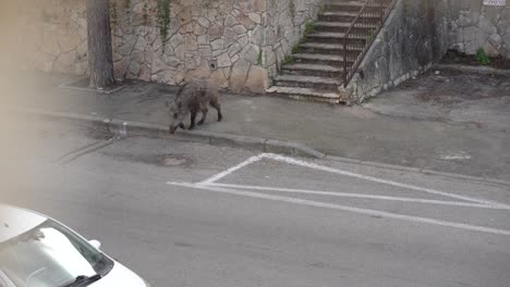 A-wild-boar-crosses-the-road-in-a-residential-neighborhood-in-Haifa,-Israel