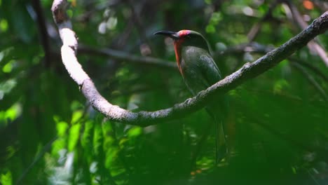 Perched-on-a-vine-as-seen-trough-foliage-deep-in-the-forest-as-the-camera-zooms-in,-Red-bearded-Bee-eater-Nyctyornis-amictus,-Thailand