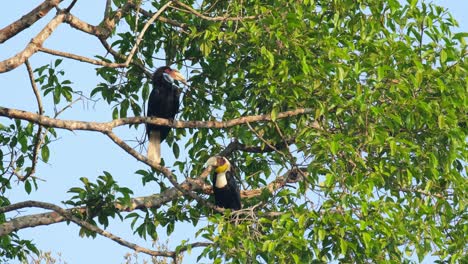 Female-faces-right-then-the-male-looks-around-as-they-rest-on-branches-in-the-morning,-Wreathed-Hornbill-Rhyticeros-undulatus-Male-Female,-Thailand