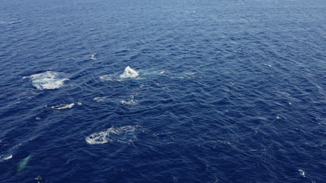 A-pod-of-humpback-whales-swims-in-deep-blue-waters-off-the-coast-of-Maui,-Hawai'i-during-mating-season