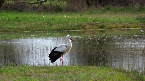 Stork-stands-next-to-a-lake-and-flies-away,-slow-motion