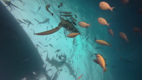 Six-Nurse-sharks-and-lots-of-reef-fish-approach-a-boat-from-below-expecting-food