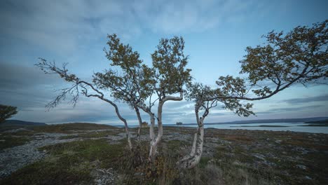 Twisted-birch-trees-in-the-gloomy-tundra-landscape-on-the-coast-of-the-fjord