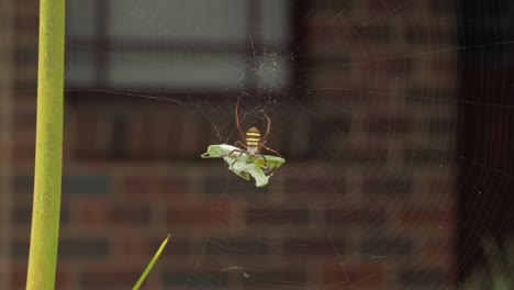 St-Andrew's-Cross-Female-Spider-Holding-Onto-Praying-Mantis-Caught-In-Web-Daytime-Sunny-Windy-Australia-Victoria-Gippsland-Maffra-Wide-Shot