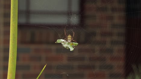 Cruz-De-San-Andrés-Araña-Hembra-Aferrándose-A-La-Mantis-Religiosa-Atrapada-En-La-Red-Durante-El-Día-Soleado-Ventoso-Australia-Victoria-Gippsland-Maffra-Plano-Amplio