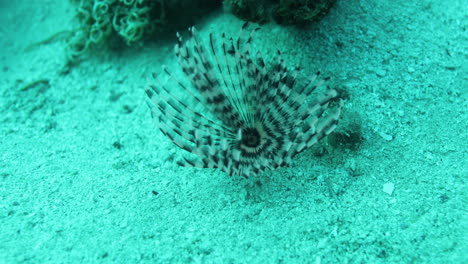 Sabella-Spallanzanii-Escondida-Entre-Los-Arrecifes-De-Coral-Del-Mar-Rojo-De-Egipto-Gusanos-Haete-De-La-Familia-Sabellidae