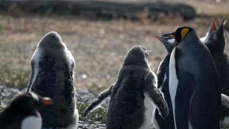 Eselspinguin-Bewegt-Den-Schwanz-Mit-Einem-Königspinguin-Daneben-Auf-Der-Isla-Martillo,-Ushuaia,-Argentinien