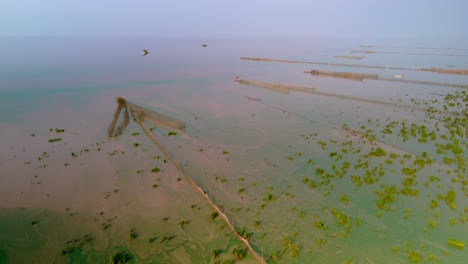 Fish-trap-in-muddy-waters-swamped-with-vivid-green-surface-algae-swirling-in-the-surface-current,-on-the-vast-Tonle-Sap-looking-to-the-horizon,-Cambodia-drone-lift
