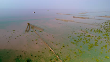 Trampa-Para-Peces-En-Aguas-Fangosas-Inundadas-De-Algas-Superficiales-De-Color-Verde-Intenso-Que-Se-Arremolinan-En-La-Corriente-Superficial,-En-La-Vasta-Savia-De-Tonle-Mirando-Hacia-El-Horizonte,-Elevador-De-Drones-En-Camboya