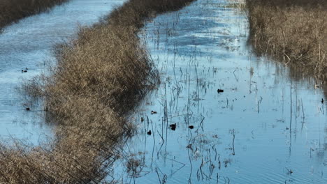 Ducks-On-Wetlands-In-Bell-Slough-State-Wildlife-Management-Area,-Arkansas,-USA