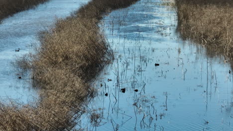 Enten-Auf-Feuchtgebieten-Im-Bell-Slough-State-Wildlife-Management-Area,-Arkansas,-Usa