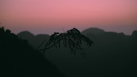 Cat-Ba-Sonnenuntergang-Mit-Pflanzensilhouette-Und-Rosa-Himmel