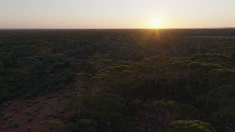 Schwenk-Drohnenclip-Bei-Sonnenaufgang,-Der-Hohe-Eukalyptusbäume-Im-Westlichen-Australischen-Outback-Zeigt