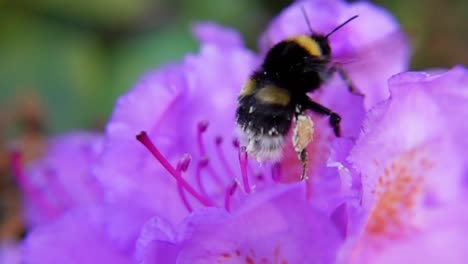 Bumblebee-Collects-Pollen-On-Purple-Flower---Macro-Shot