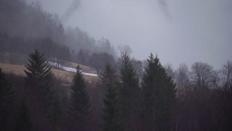 Misty-Mountain-Forest-With-Pine-Trees-In-The-Background