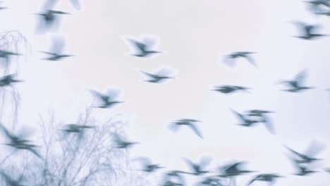 Brown-geese-graze-in-a-meadow