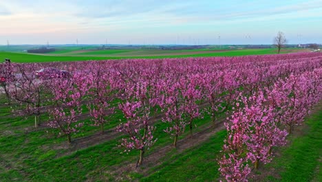 Aprikosenbäume-Mit-Leuchtend-Rosa-Blüten-Im-Obstgarten